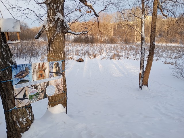 Чудо природы в Барнауле