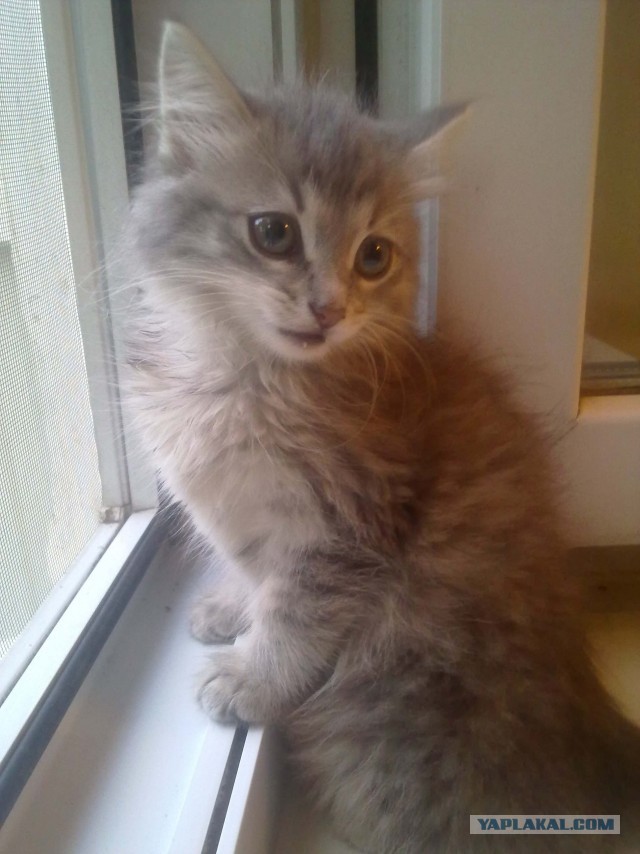 Немного о  Мейн Куне.