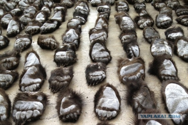 Варварство браконьеров.