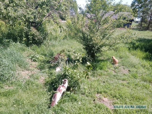 Жизнь домашнего приюта для котеек 545
