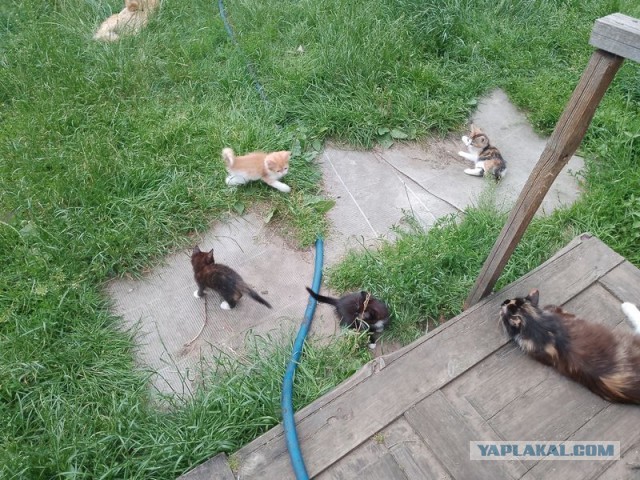 Жизнь домашнего приюта для котеек 549