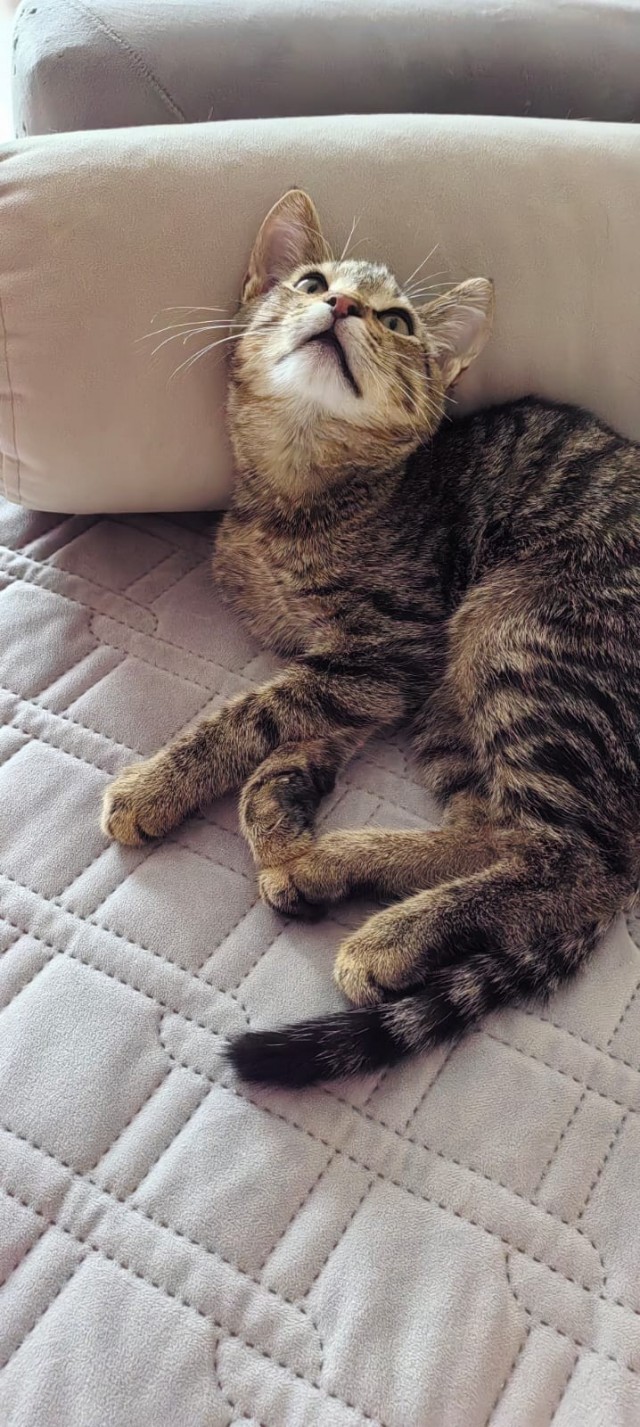 Кошки - облигатные хищники! К котовторнику