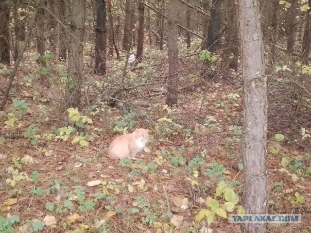 Жизнь домашнего приюта для котеек 562
