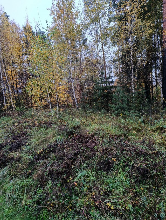 Моя мобильная фотография.