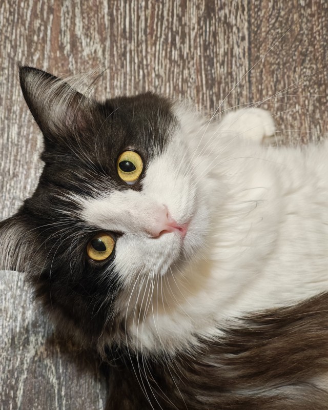 К котовторнику