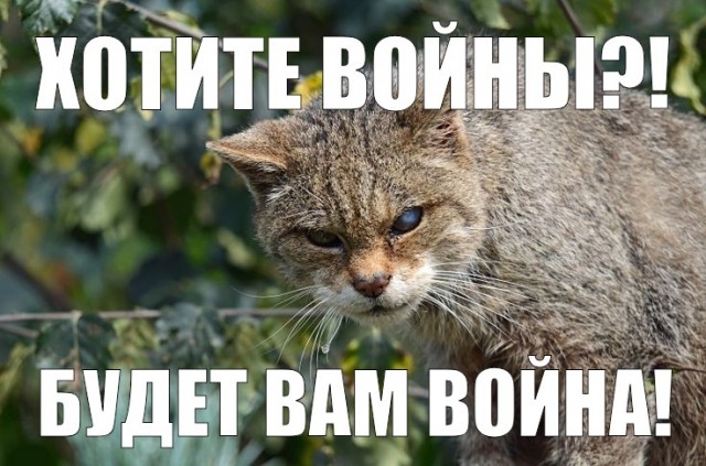 Власти австралийского острова Кенгуру планируют ввести запрет на ввоз и содержание кошек в качестве домашних животных