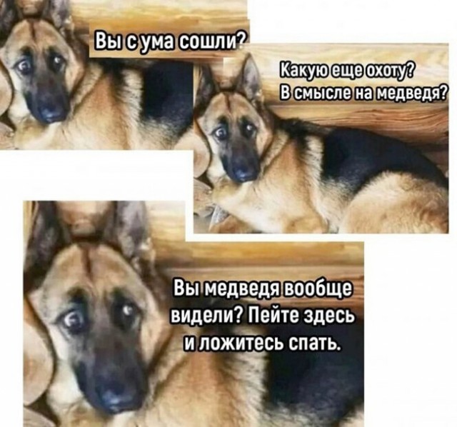 Влюблённый сурикат