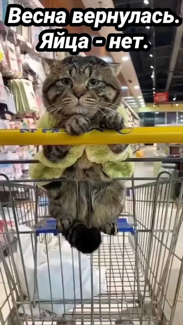 Фотожаба: Грустный котик