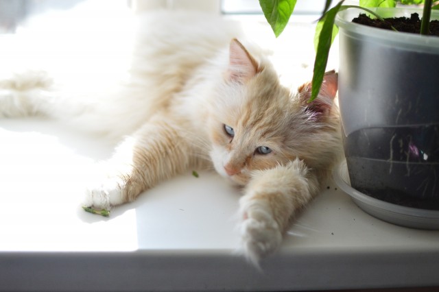 Фотки красивого кота.