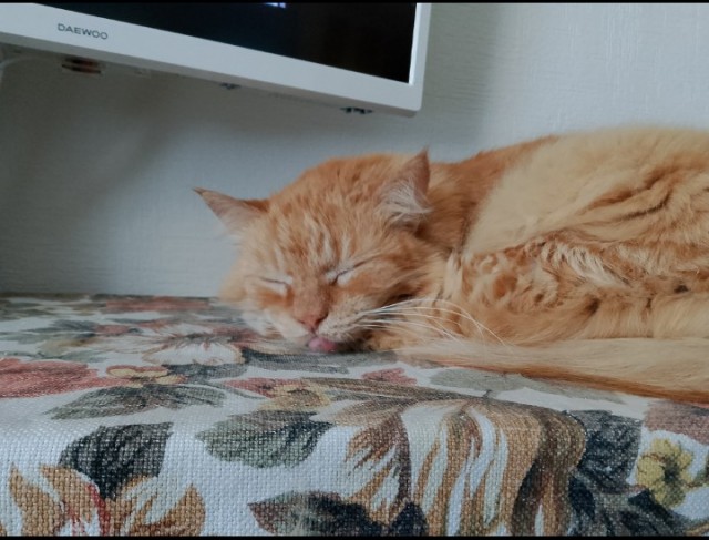 Котовтоник еще не закончился?