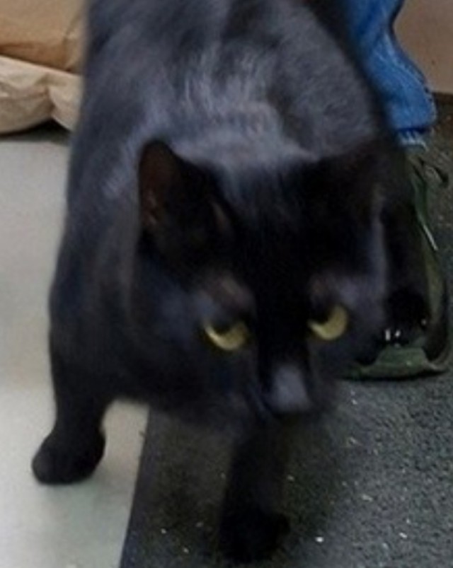 Знакомьтесь, коллеги - Кот Батат!