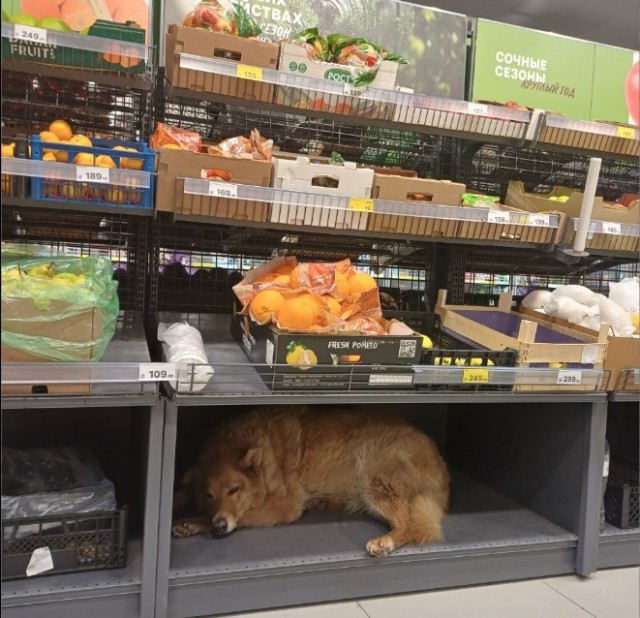 Коты теперь продаются в продуктовом магазине