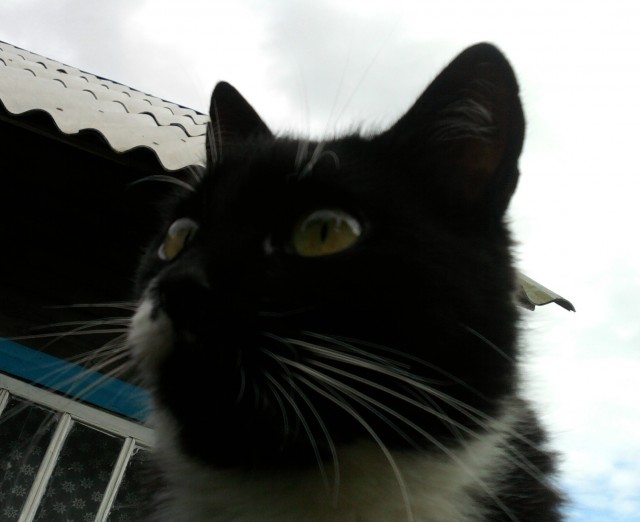 Котовторник   27.08.2013