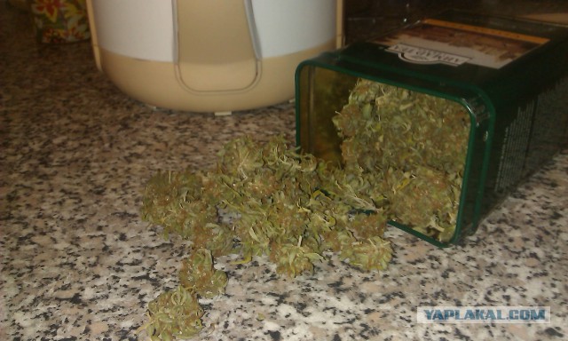 В магазин за травкой (Колорадо, Денвер, США)