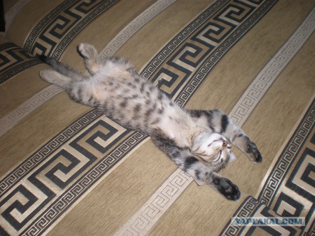 Котовторник 25.02.2014