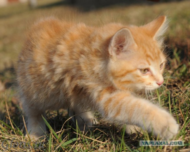 Котовторник 04.03.2014