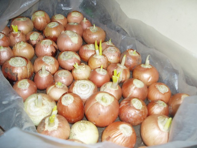 Зеленый лук.