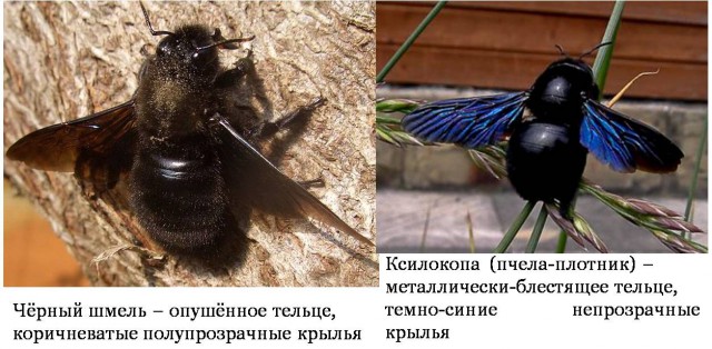 Интересные факты про шмелей