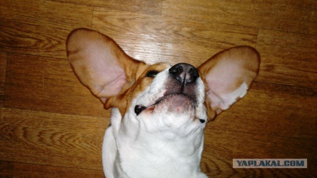 Собачки: русская борзая