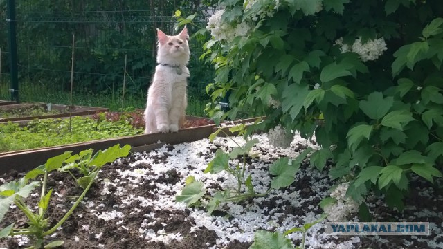 Котовторник 10.06.2014