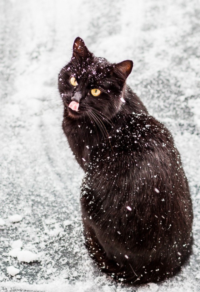 Котовторник 04.11.2014
