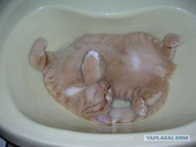 Котовторник 11.11.2014