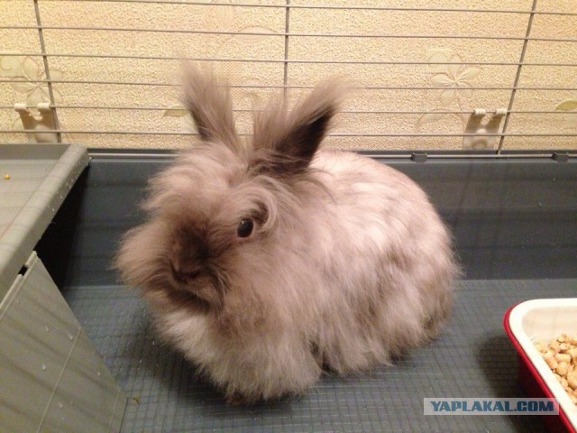С ним и ночью гулять не страшно