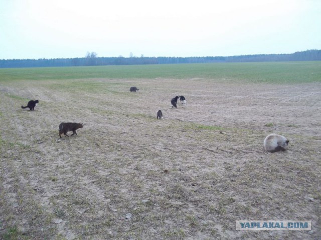 Жизнь домашнего приюта для котеек 54