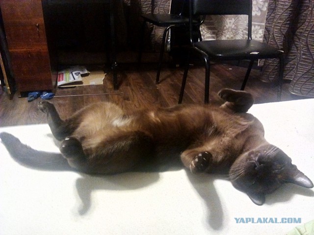 Котовторник 16.06.2015., Котовторник наступил!