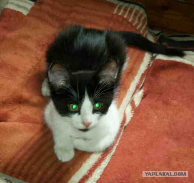 Котовторник 7.07.2015