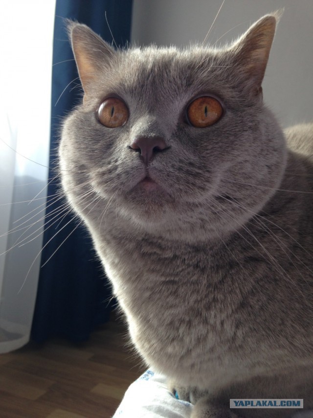 Котовторник 25.08.2015