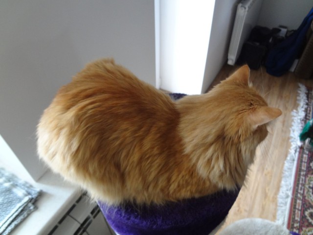 Котовторник 29-09-2015,