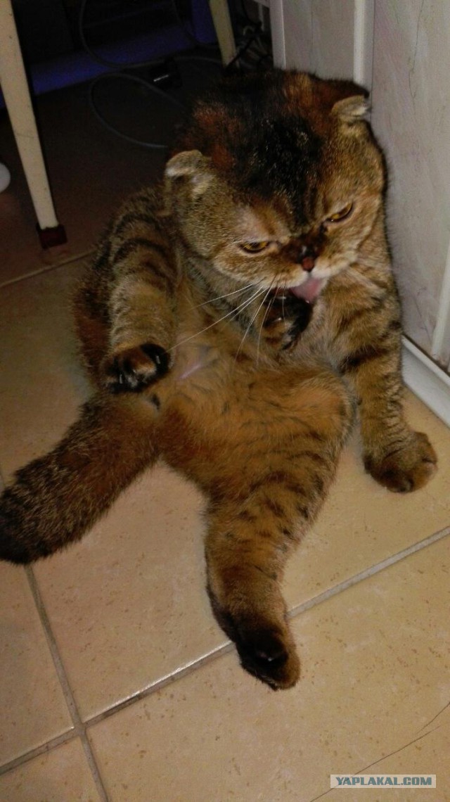 Котовторник