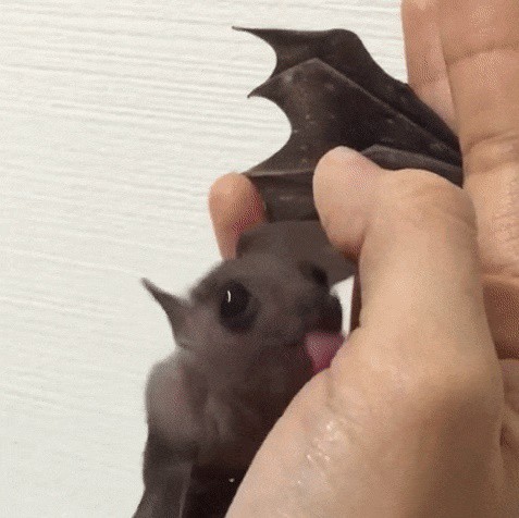 Люблю человеков! Они такие вкусные...