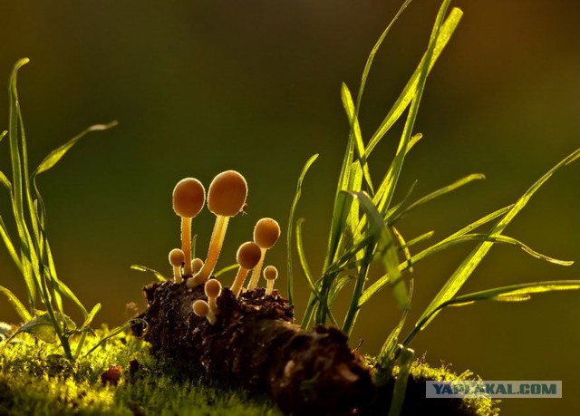 Удивительный мир грибов