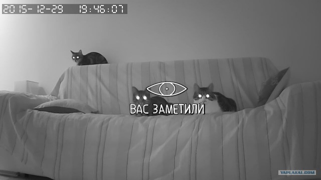 За что я люблю китайцев