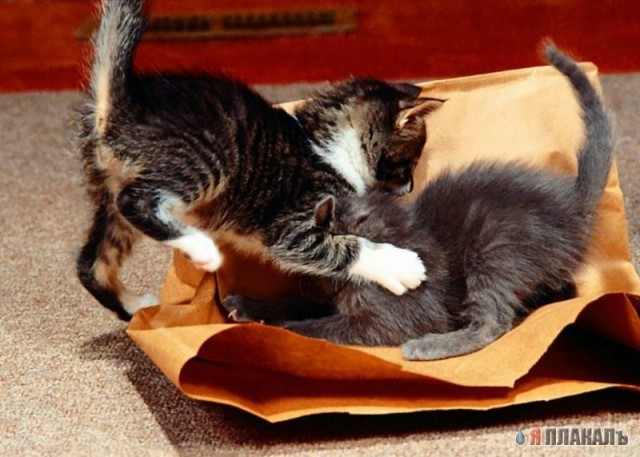 Коты, кошки, котята