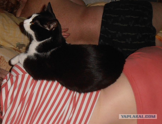 Котовторник  10.05.2016