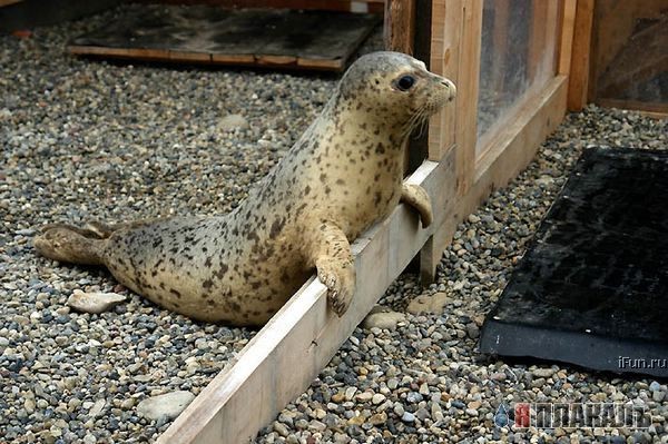 Как выпускали тюленёнка