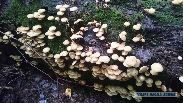Лучшие грибные места мира