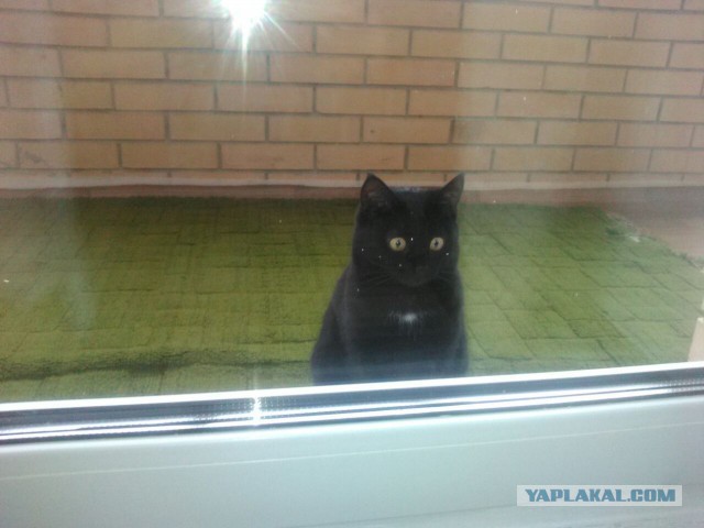 Котовторник 18.10.2016
