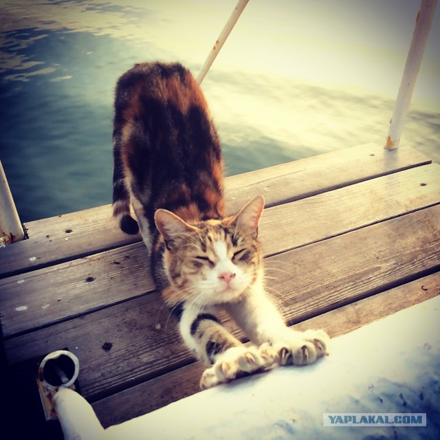 Морские котики