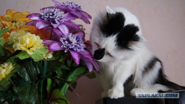 Удивленный Сэм - новый кошачий мем