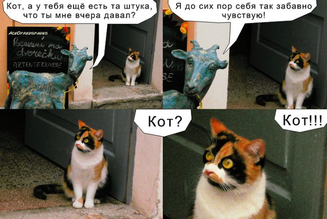 Упоротые коты.