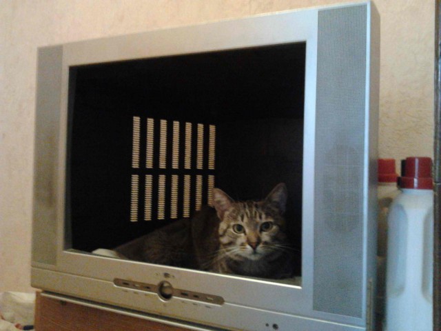 Котовторник 11/04/2017