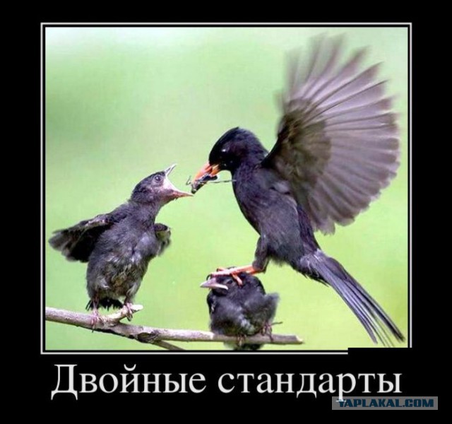 Баяны в чёрных рамках