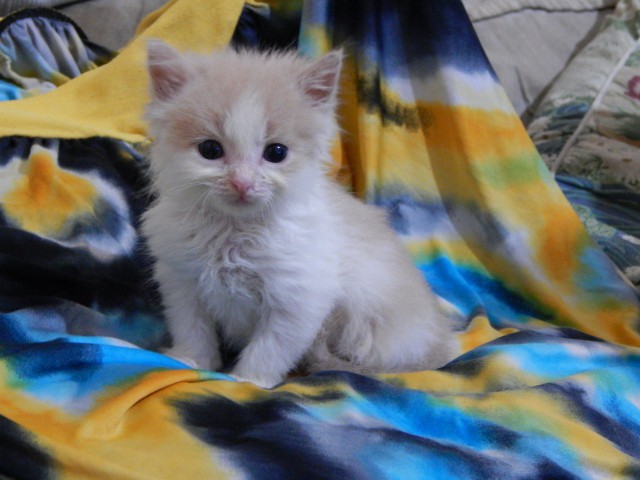 Коты и Кошки