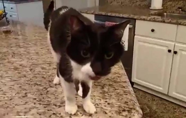 Коты и Кошки