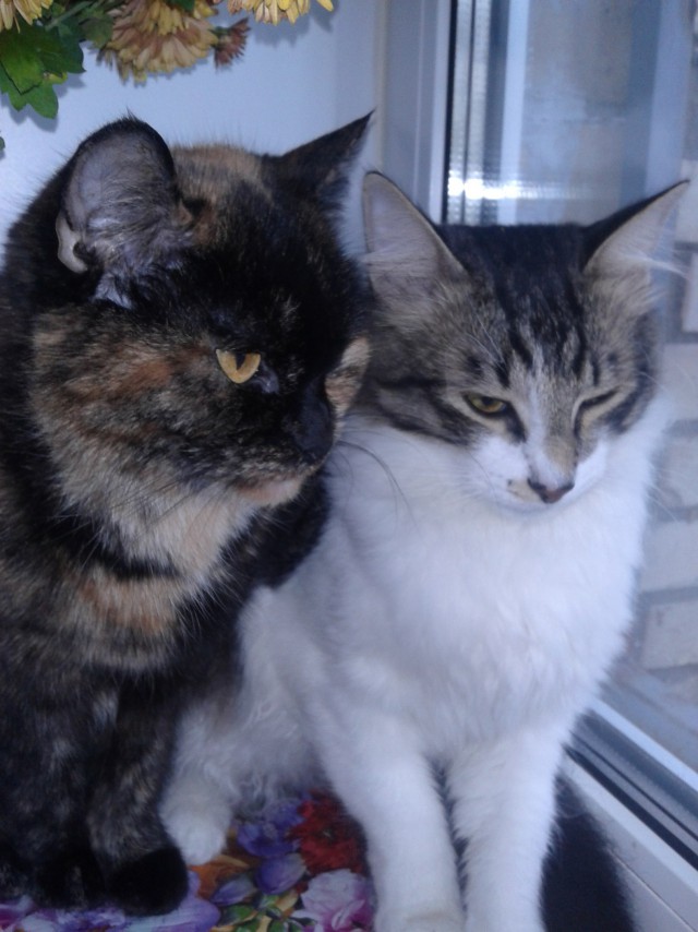 Коты и Кошки