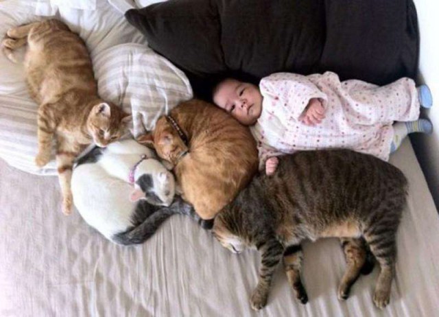 Коты и Кошки
